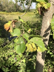 Ulmus americana