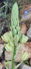 Albuca canadensis