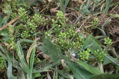 Lepidium virginicum
