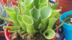 Sarraceniaceae