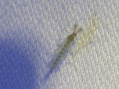 Chironomidae