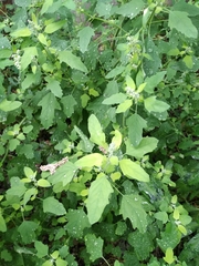 Chenopodium ucrainicum
