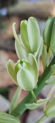 Albuca canadensis