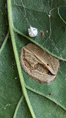 Phyllonorycter quercifoliella