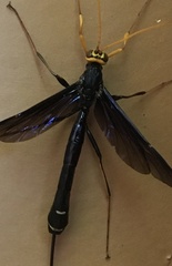 Megarhyssa atrata