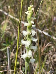 Spiranthes cernua
