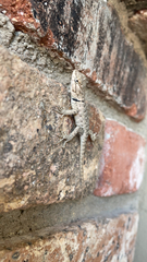 Sceloporus uniformis