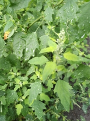 Chenopodium ucrainicum