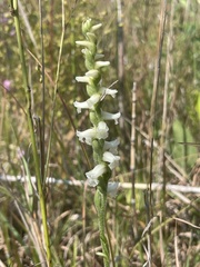 Spiranthes cernua