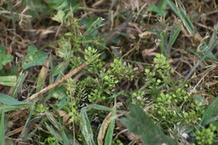 Lepidium virginicum