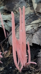 Clavaria rosea