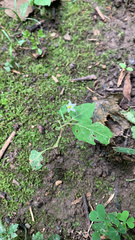 Solanum emulans