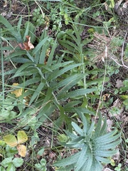 Cirsium decussatum
