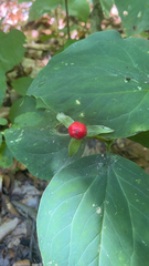 Trillium undulatum