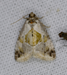 Maliattha synochitis