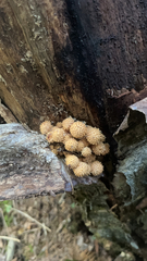 Pholiota squarrosa