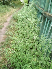 Chenopodium ucrainicum