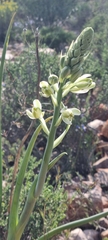 Albuca canadensis