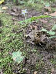 Solanum emulans