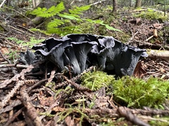 Craterellus
