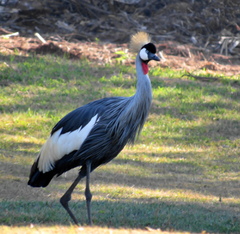 Balearica regulorum regulorum
