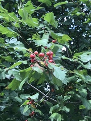 Crataegus mollis
