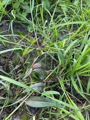 Veronica scutellata