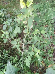 Chenopodium ucrainicum