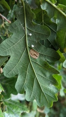 Phyllonorycter quercifoliella