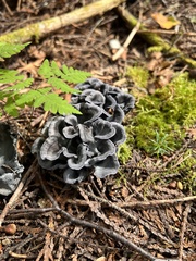 Craterellus