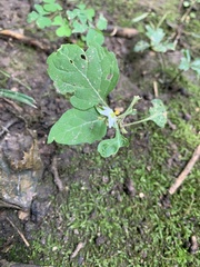 Solanum emulans