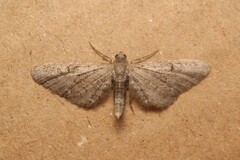 Eupithecia innotata