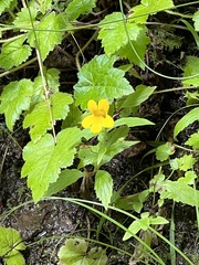Erythranthe dentata