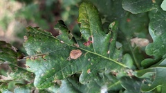 Phyllonorycter quercifoliella