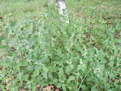 Chenopodium ucrainicum