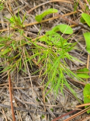 Dichanthelium aciculare