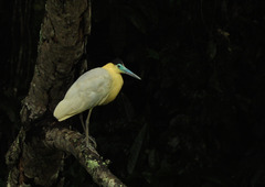 Pilherodius pileatus