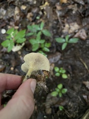 Cantharellula umbonata