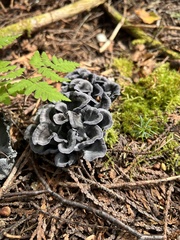 Craterellus
