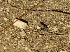 Oedipoda caerulescens