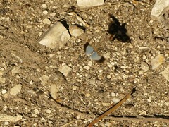 Oedipoda caerulescens