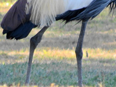 Balearica regulorum regulorum