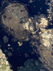 Ostreidae