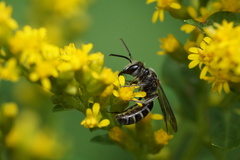 Lasioglossum