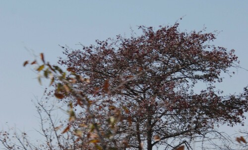 Alucha (Prunus vachuschtii)