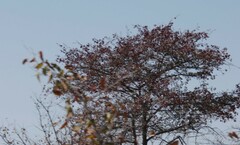 Prunus vachuschtii
