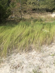 Sporobolus alterniflorus