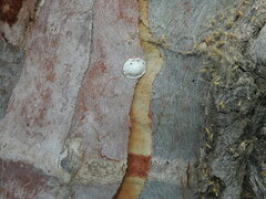 Reticularia lycoperdon