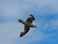 Fulmarus glacialis