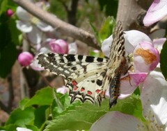 Zerynthia deyrollei